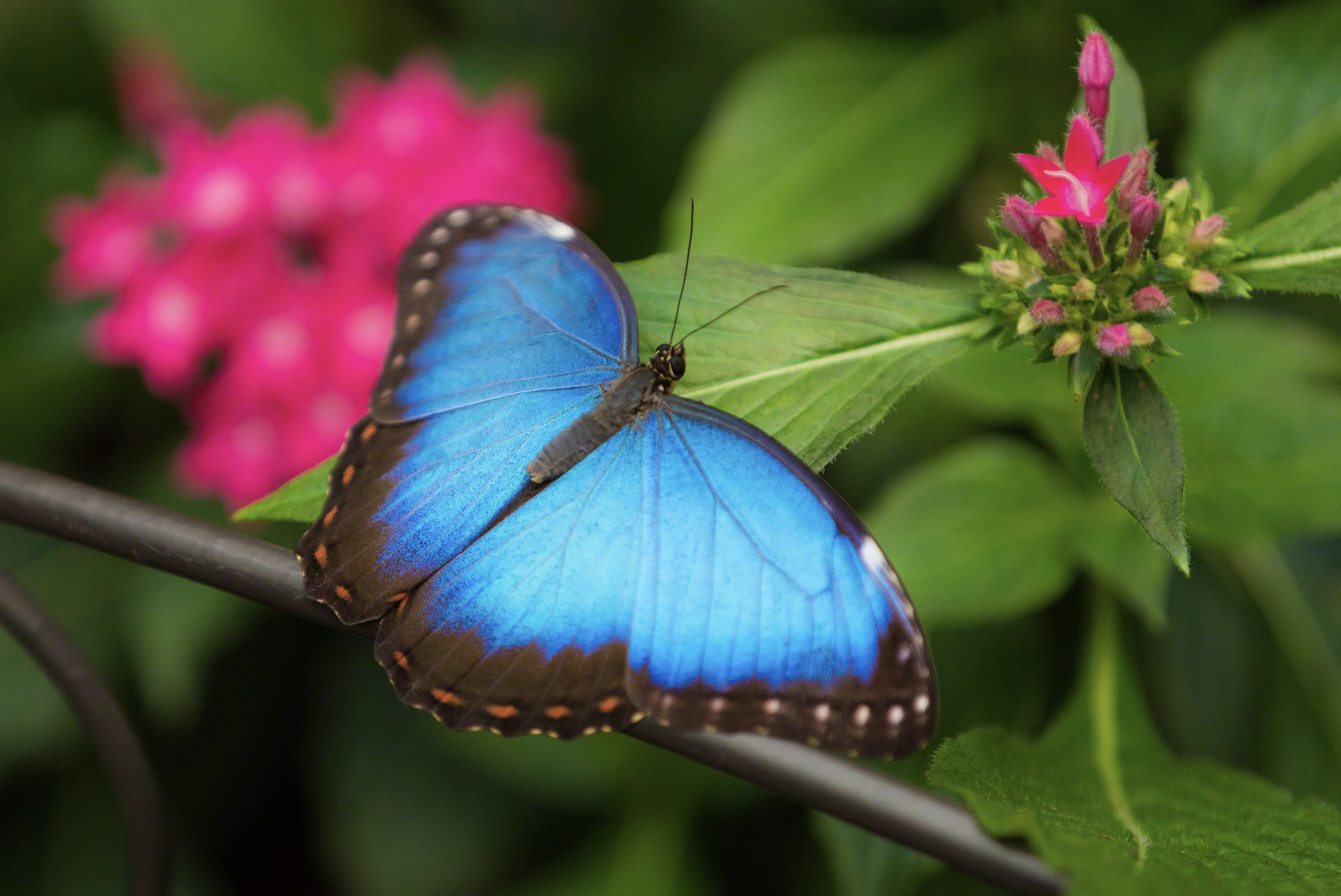 beautiful photo of a blue butterfly 